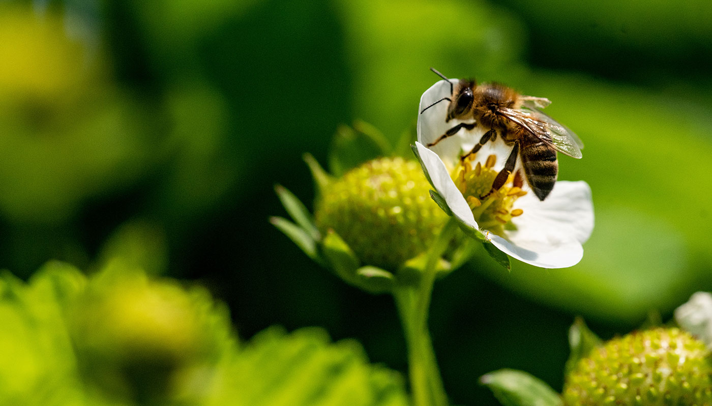 Plant-patents_balancing-innovation-and-biodiversity.jpg